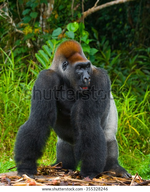 Lowland\
gorillas in the wild. Republic of the Congo.\
