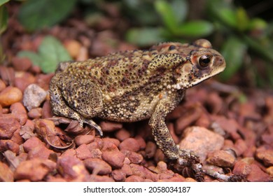 Lowland Leopard Frog (Lithobates yavapaiensis) , Sri Lanka - Shutterstock ID 2058034187