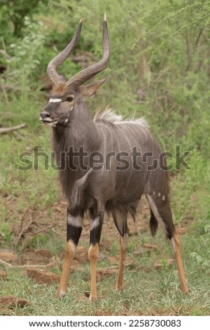 Lowland nyala or nyala, male - Tragelaphus angasii with green background. Nyala is native antilope for souther Africa. Photo from Kruger National Park.