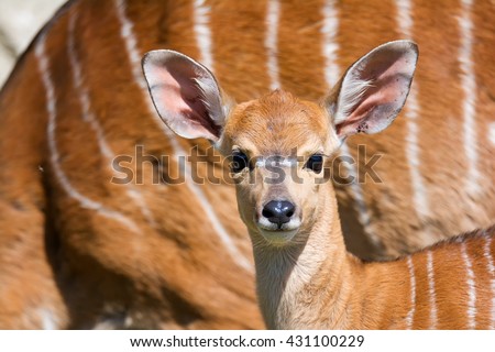 Lowland Nyala (Tragelaphus angasii) beautiful and cute chick. I could watch him hours Stock photo © 