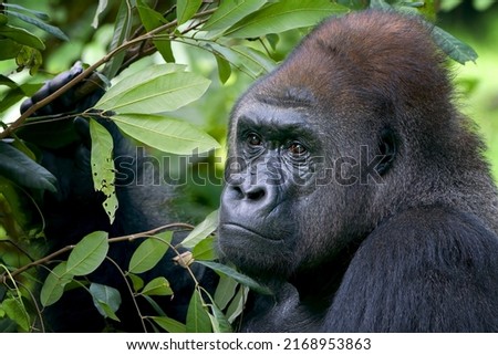 Lowland silverback gorilla in the forest