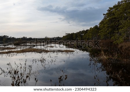 Lowland swamp on the evening. Mossy bog hummocks and other vegetation stick out from the calm mirror-like water surface. On the unsteady shore wild rosemary and pine forest. Cloudy skies before sunset