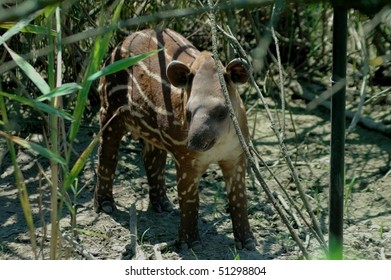 Lowland Tapir (Tapirus Terrestris)