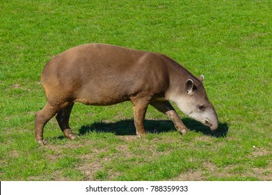 Lowland Tapir (Tapirus Terrestris)