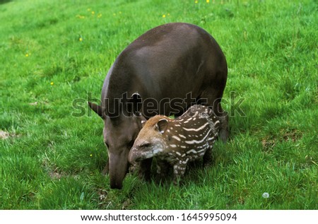 Lowland Tapir, tapirus terrestris, Female with Calf   Stock photo © 
