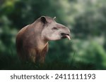 Lowland Tapir (Tapirus terrestris) showing tongue or South American Tapir