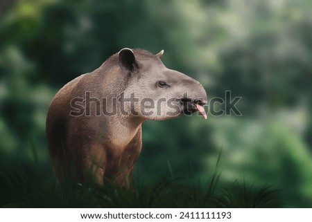 Lowland Tapir (Tapirus terrestris) showing tongue or South American Tapir Stock photo © 