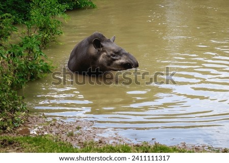 Lowland Tapir (Tapirus terrestris) swimming or South American Tapir
