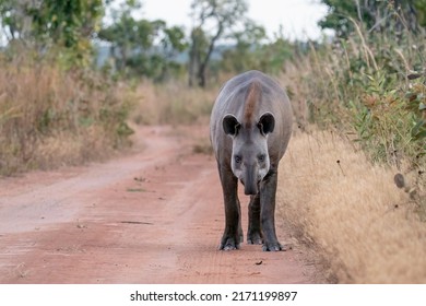 A  Lowland Tapir Is Walking On The Path Towards You  In Brazil