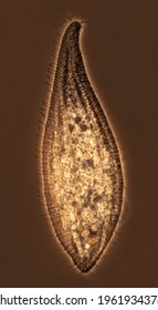 Loxophyllum, Portrait Of Single Ciliate (Ciliophora, Protista) Cell Showing Body Shape, Cilia, Kineties. Phase Contrast Microscopy