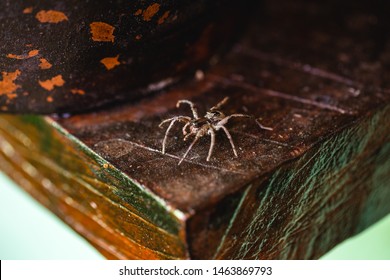 Loxosceles Is A Genus Of Poisonous Arachnids In The Sicariidae Family Known For Their Necrotizing Sting. They Are Known By The Common Names Of Brown Spiders Or Violin Spiders.