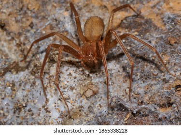 84 Mediterranean recluse spider Images, Stock Photos & Vectors ...