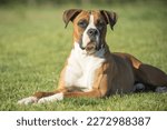 Loyal Companion": portrait of a boxer dog with a loyal and confident expression
