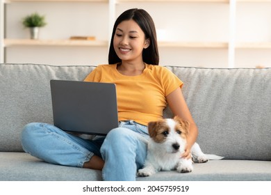 Loyal Dog Resting By Its Female Owner Using Laptop On Couch At Home, Jack Russel Terrier And Happy Young Asian Woman Chatting With Friends, Watching Movie Online, Pet And Human Concept, Copy Space