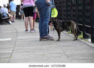 A Loyal Dog Waits Patiently Next To Its Master