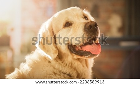 Loyal Golden Retriever Dog Sitting at Home in Living Room, Looks at Camera. Top Quality Dog Breed Pedigree Specimen Shows it's Smartness, Cuteness, and Noble Beauty. Sun Shinning in Room.