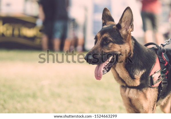 how intelligent is a german shepherd