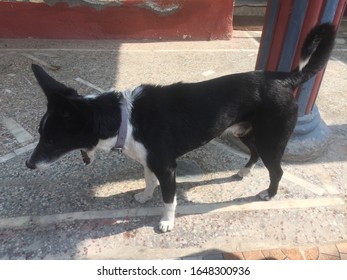 Loyalty Dog Very Claver And Dander,.Kathmandu,pokhara Tatopani Nepal,Feb 10/2020.