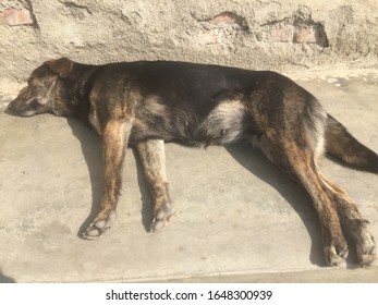 Loyalty Dog Very Claver And Dander,.Kathmandu,pokhara Tatopani Nepal,Feb 10/2020.