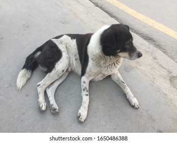 Loyalty Dog Very Claver And Dander,.Kathmandu,pokhara Tatopani Nepal,Feb 10/2020.