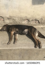 Loyalty Dog Very Claver And Dander,.Kathmandu,pokhara Tatopani Nepal,Feb 10/2020.