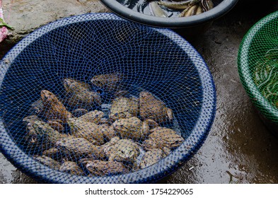 Luang Namtha, Lao - 09/04/2016: Exotic Wet Market In Lao Town Selling Live Animals And Toad Meat