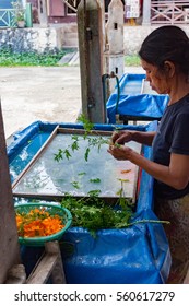 LUANG PRABANG, LAOS - OCTOBER 10: An Unidentified Woman Makes Traditional Mulberry Paper On October 10, 2014 In Luang Prabang, Laos.