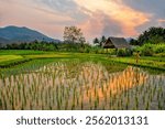 Luang Prabang, Laos. Rice farm and plantation. Agricultural tourism and travel, traditions and culture