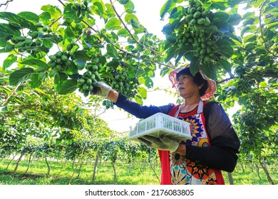 LUANNAN COUNTY, China - August 25, 2021：Farmers Are Picking Soft Dates And Kiwifruit On The Farm, North China