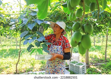 LUANNAN COUNTY, China - August 25, 2021：Farmers Are Picking Soft Dates And Kiwifruit On The Farm, North China
