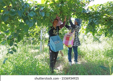 Luannan County, China - August 30, 2019: Fruit Growers Picking Kiwifruit With Soft Dates In Orchards, Luannan County, Hebei Province, China