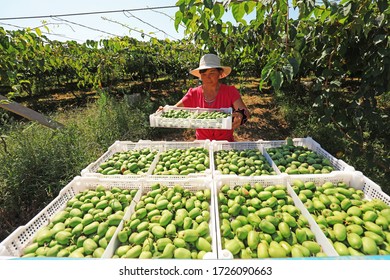 Luannan County, China - August 30, 2019: Fruit Growers Picking Kiwifruit With Soft Dates In Orchards, Luannan County, Hebei Province, China