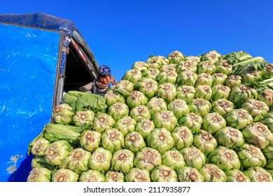 LUANNAN COUNTY, China - December 29, 2021: Farmers Take Care Of Chinese Cabbage Loading And Outward Transportation At A Vegetable Acquisition Site In North China