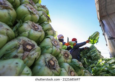 LUANNAN COUNTY, China - December 29, 2021: Farmers Take Care Of Chinese Cabbage Loading And Outward Transportation At A Vegetable Acquisition Site In North China