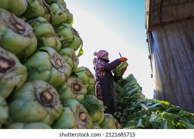 LUANNAN COUNTY, China - December 29, 2021: Farmers Take Care Of Chinese Cabbage Loading And Outward Transportation At A Vegetable Acquisition Site In North China