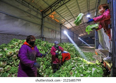 LUANNAN COUNTY, China - December 29, 2021: Farmers Take Care Of Chinese Cabbage Loading And Outward Transportation At A Vegetable Acquisition Site In North China