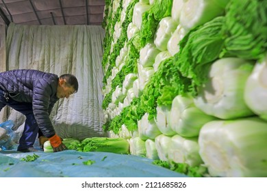 LUANNAN COUNTY, China - December 29, 2021: Farmers Take Care Of Chinese Cabbage Loading And Outward Transportation At A Vegetable Acquisition Site In North China