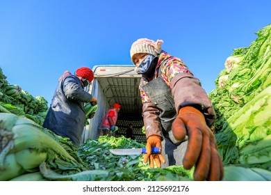 LUANNAN COUNTY, China - December 29, 2021: Farmers Take Care Of Chinese Cabbage Loading And Outward Transportation At A Vegetable Acquisition Site In North China