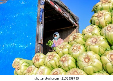 LUANNAN COUNTY, China - December 29, 2021: Farmers Take Care Of Chinese Cabbage Loading And Outward Transportation At A Vegetable Acquisition Site In North China