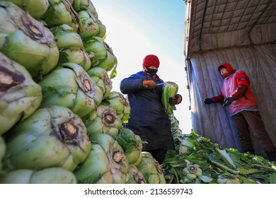 LUANNAN COUNTY, China - December 29, 2021: Farmers Take Care Of Chinese Cabbage Loading And Outward Transportation At A Vegetable Acquisition Site In North China