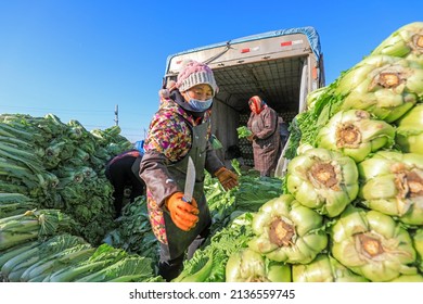 LUANNAN COUNTY, China - December 29, 2021: Farmers Take Care Of Chinese Cabbage Loading And Outward Transportation At A Vegetable Acquisition Site In North China