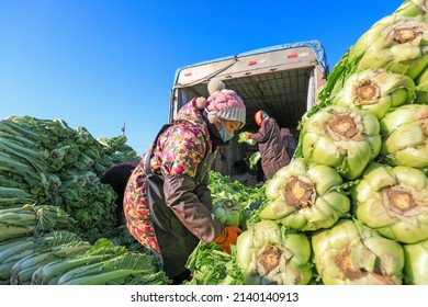 LUANNAN COUNTY, China - December 29, 2021: Farmers Take Care Of Chinese Cabbage Loading And Outward Transportation At A Vegetable Acquisition Site In North China