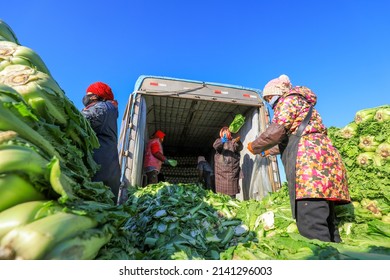 LUANNAN COUNTY, China - December 29, 2021: Farmers Take Care Of Chinese Cabbage Loading And Outward Transportation At A Vegetable Acquisition Site In North China