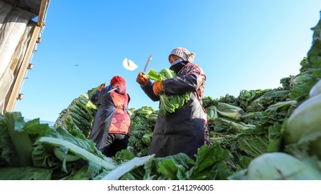 LUANNAN COUNTY, China - December 29, 2021: Farmers Take Care Of Chinese Cabbage Loading And Outward Transportation At A Vegetable Acquisition Site In North China