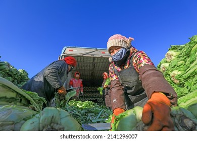 LUANNAN COUNTY, China - December 29, 2021: Farmers Take Care Of Chinese Cabbage Loading And Outward Transportation At A Vegetable Acquisition Site In North China