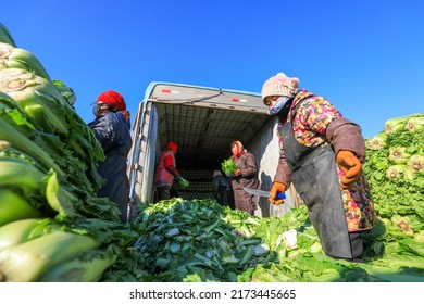 LUANNAN COUNTY, China - December 29, 2021: Farmers Take Care Of Chinese Cabbage Loading And Outward Transportation At A Vegetable Acquisition Site In North China