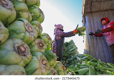 LUANNAN COUNTY, China - December 29, 2021: Farmers Take Care Of Chinese Cabbage Loading And Outward Transportation At A Vegetable Acquisition Site In North China