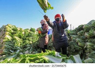 LUANNAN COUNTY, China - December 29, 2021: Farmers Take Care Of Chinese Cabbage Loading And Outward Transportation At A Vegetable Acquisition Site In North China