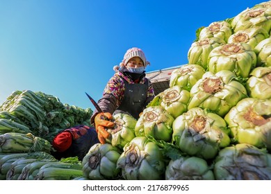 LUANNAN COUNTY, China - December 29, 2021: Farmers Take Care Of Chinese Cabbage Loading And Outward Transportation At A Vegetable Acquisition Site In North China