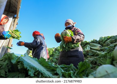 LUANNAN COUNTY, China - December 29, 2021: Farmers Take Care Of Chinese Cabbage Loading And Outward Transportation At A Vegetable Acquisition Site In North China